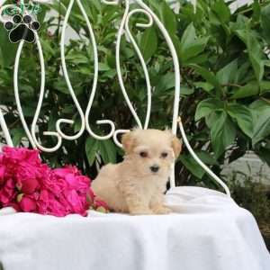 Kobe, Maltipoo Puppy